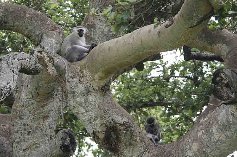 Mono Verde - parque nacional Queen Elizabeth - Uganda 1.jpg